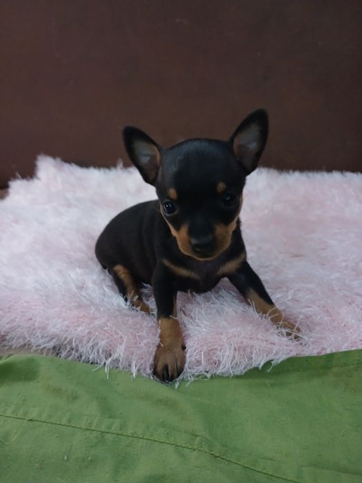 Тойчики мини,ч/п, 1 мес,фото реальные,доки и прививки по возрасту