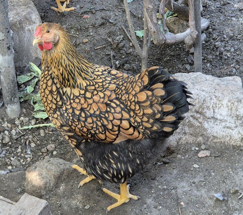 Wyandotte GSG puicute si cocosi