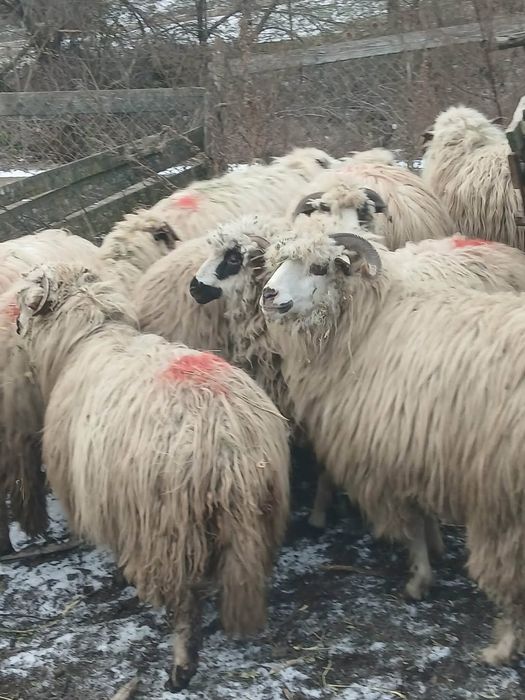 De vanzare 6 oi cu miei