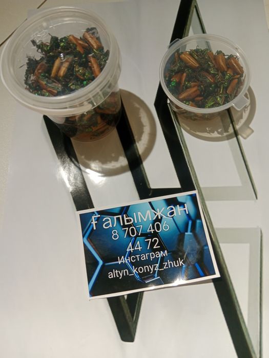 Алтын коныз Майский жук Золотой жук емдык Простотитке