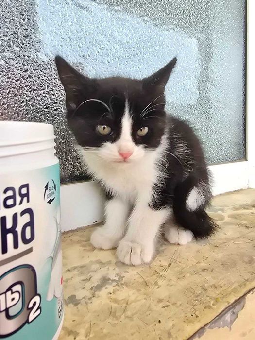 Кошки (mushukchala)