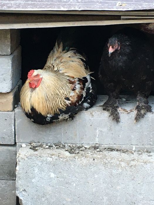 Продам годовалого петуха браса