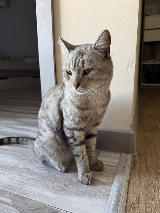 Отдам котика беслатно