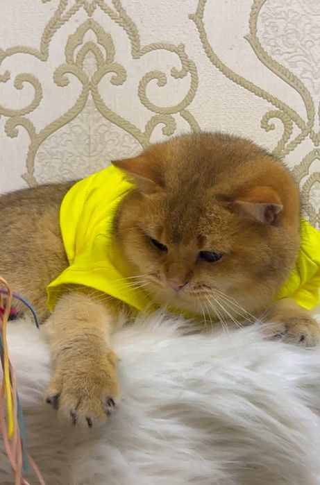 Вязка! Золотая шиншилла! Радсловни бор