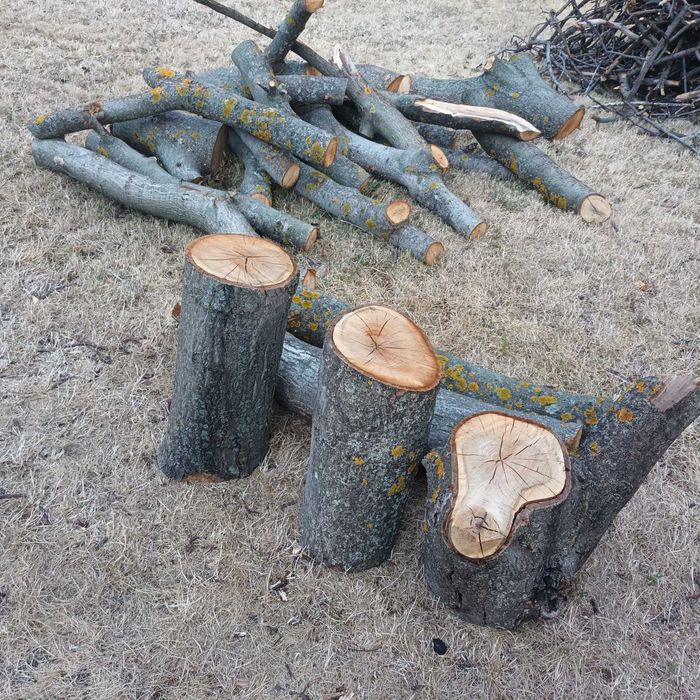 Трупи от орех трупи от орех