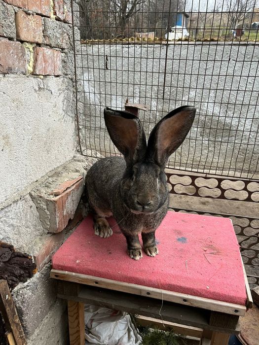 Uriaș german și rex dalmatian