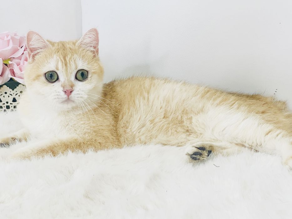 Девочка британка