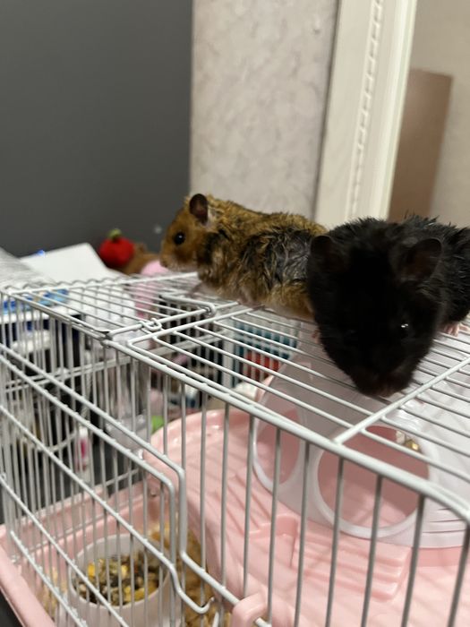 Хомяки. Всё одам две хомяка 11000тысеч