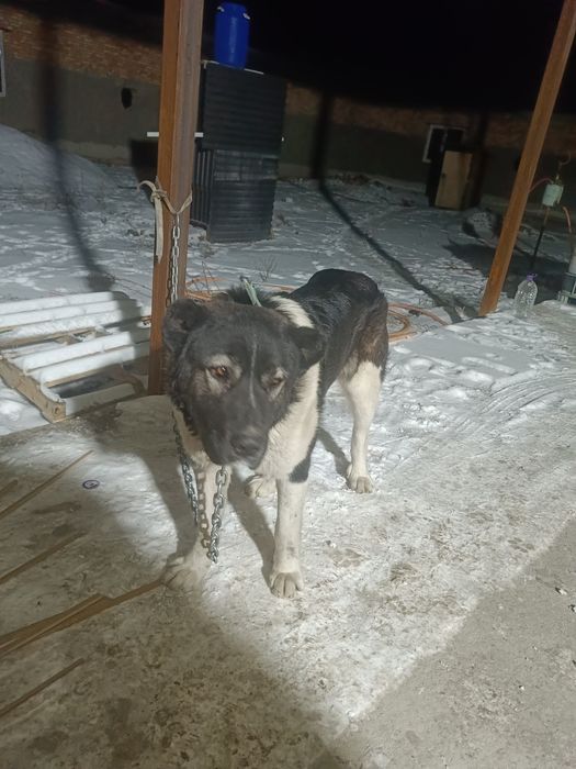 Алабай семь месяцев