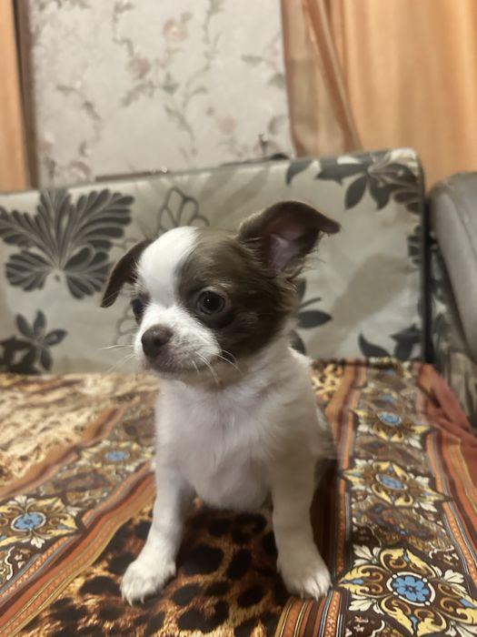 Щеночки чихухуашечки