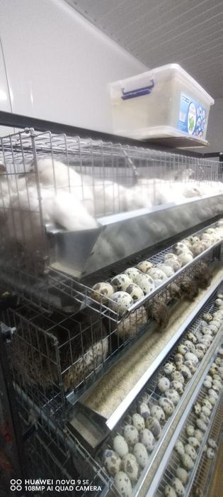 Vând oua proaspete prepelita 10 ron - 24" oua. Pui prepelita