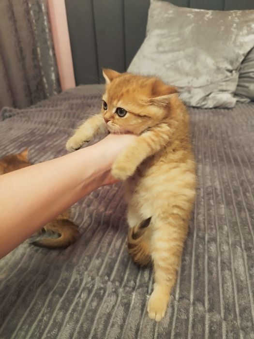 Котята Шиншилла золотая