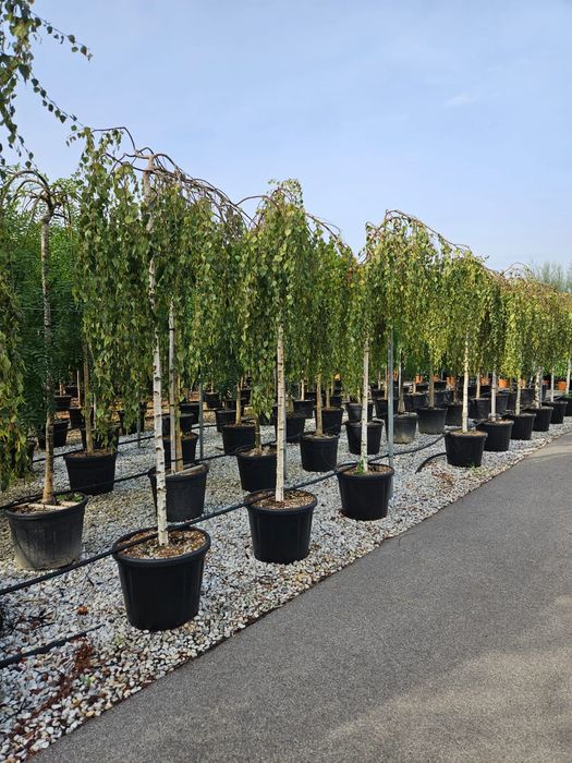 Catalpa, mesteacăn, magnolie grandiflora TIP COPAC