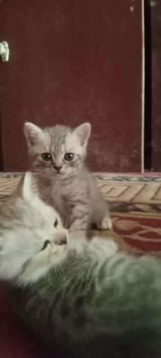 Котята не дорого