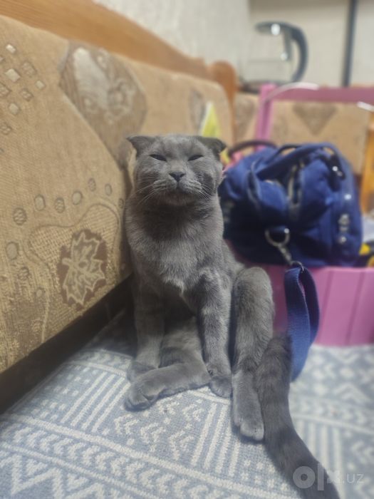 Нашли кота, найден кот