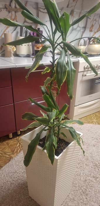 Продам домашний цветок драцена