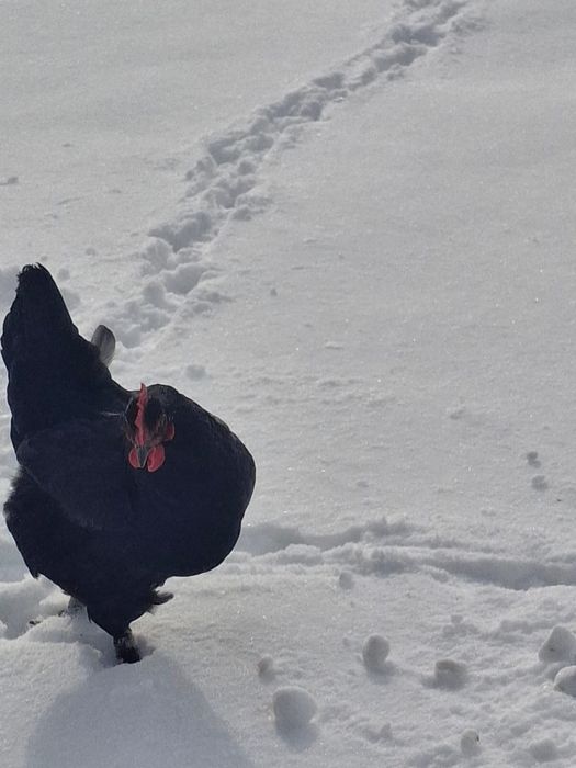 Тауыктар сатылады