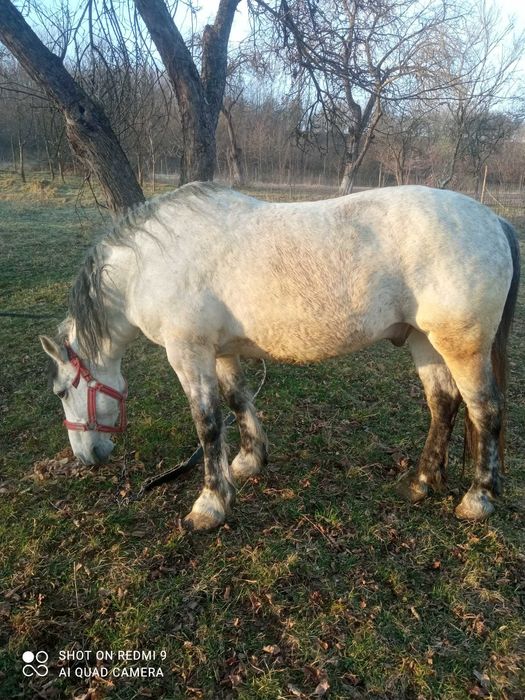 Vand cal blând varsta 8 ani
