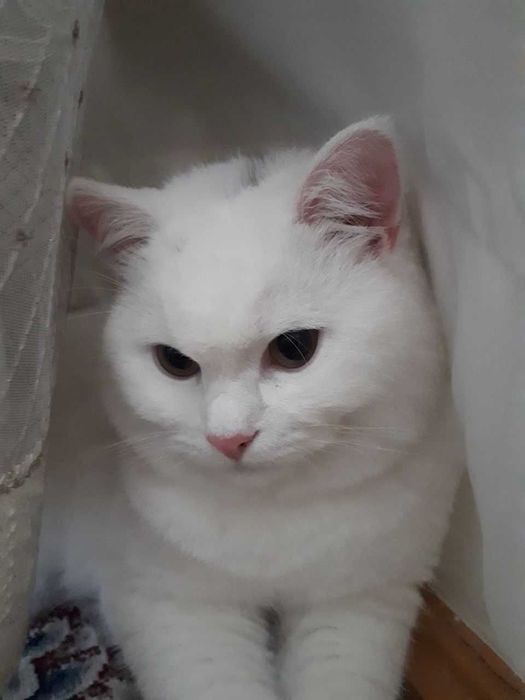Продам кота Британская (скоттиш-страйт)
