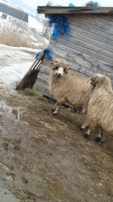 Vand sau schimb berbeci