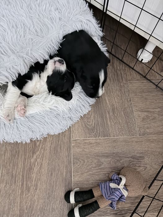 отдам щенков в добрые руки ( мальчик и девочка)