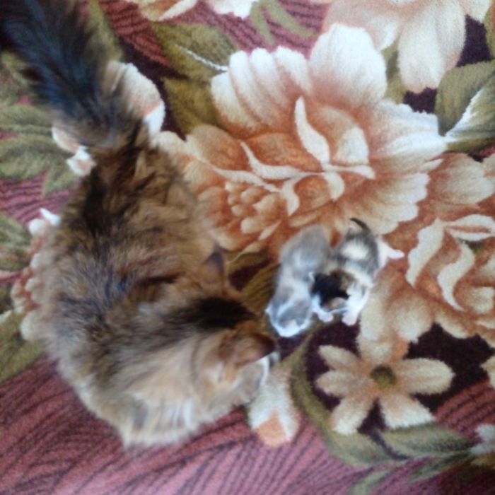 Продам помесь мейн куна