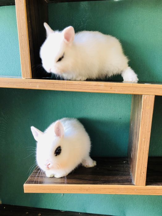 Karlik quyonchalar sotiladi