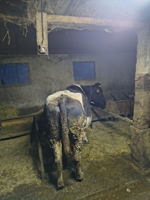 Vaca gestanta tanara