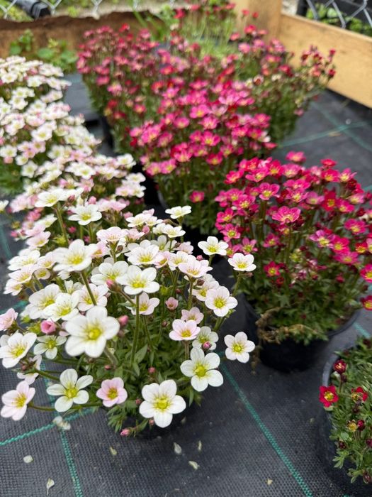 Саксифрага.    Разсад