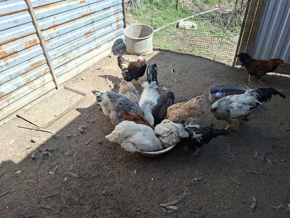 Продам петухов домашних