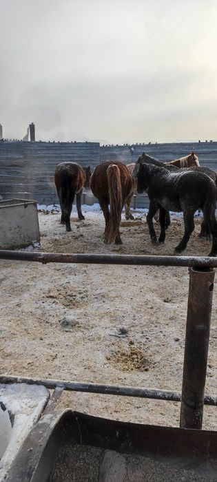 Жирные донен кунан бие
