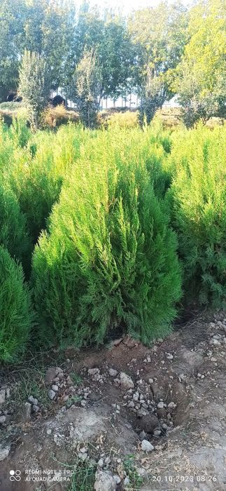 Арча, манзарали дарахтлар