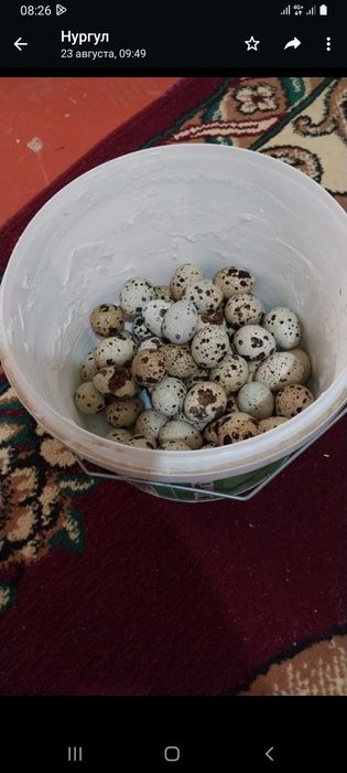 Бөдене жұмыртқалары сатылады