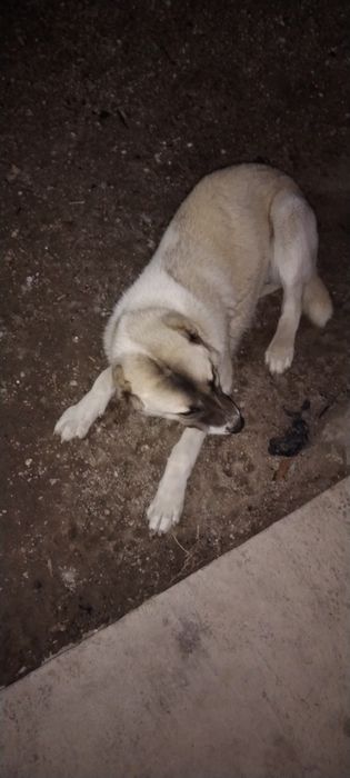 Laqabi Nala alabay paroda