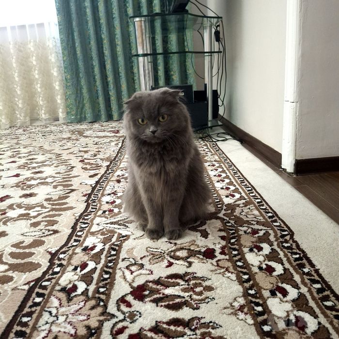 Скоттиш хайленд страйт, девочки