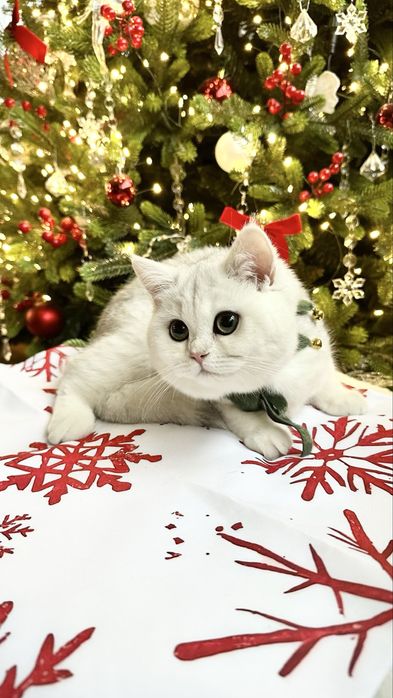 Fetita British Shorthair Chinchilla Silver Superba! Felisa Autorizata