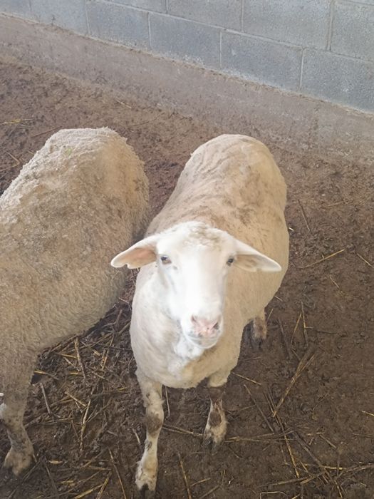 Продам бараны оптом , Байсерке