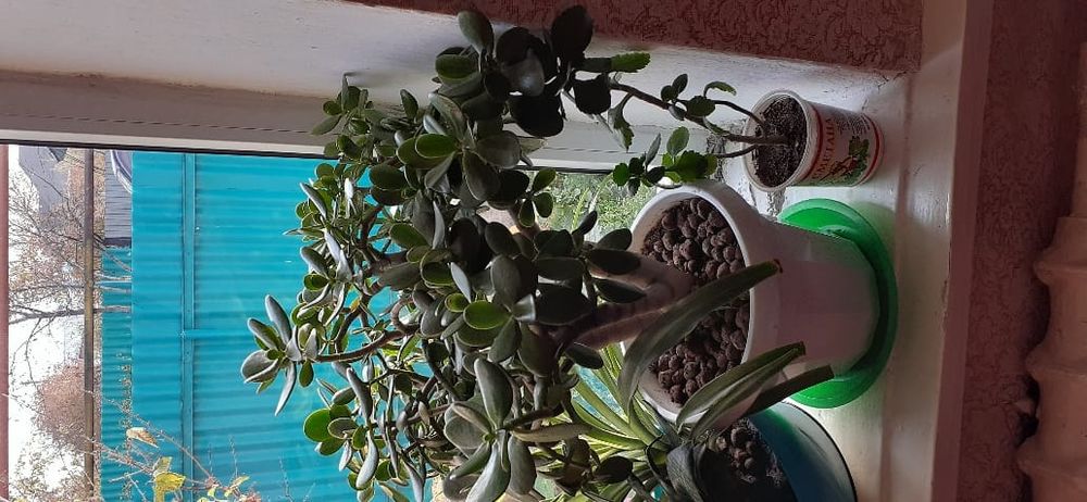 Продам комнатные цветы