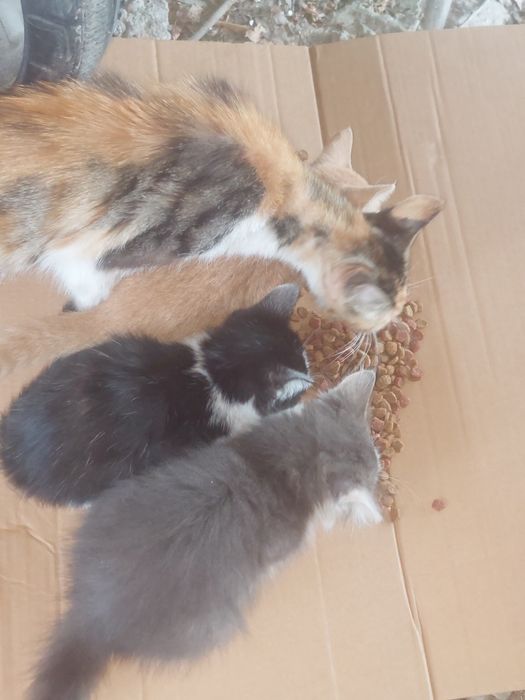 Отдам котят в хорошие руки
