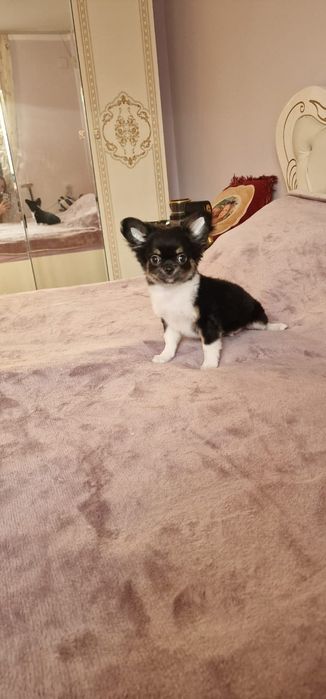 Продам щенков Чихуахуа