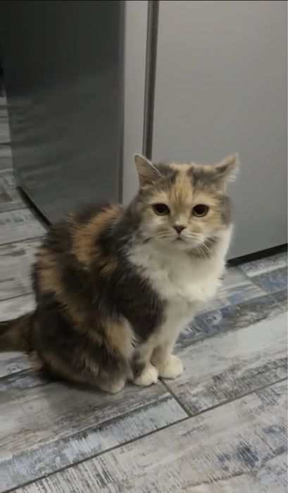 Кошка ,очень чистая и ухоженная