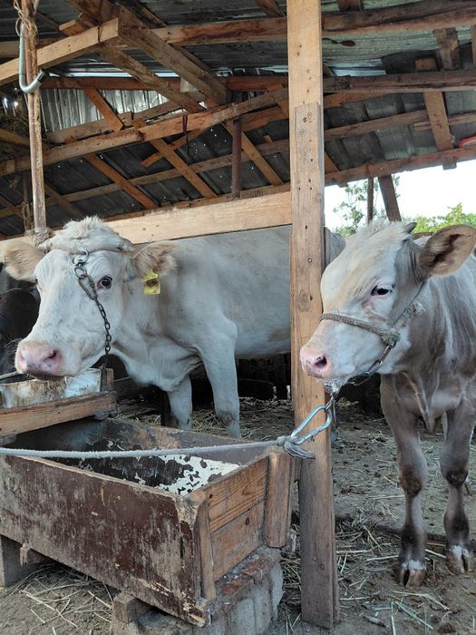 Сауын  бызаулы  сйыр