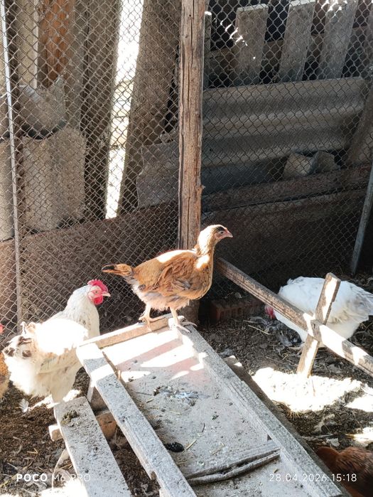 Цыплята 2.5 месячные