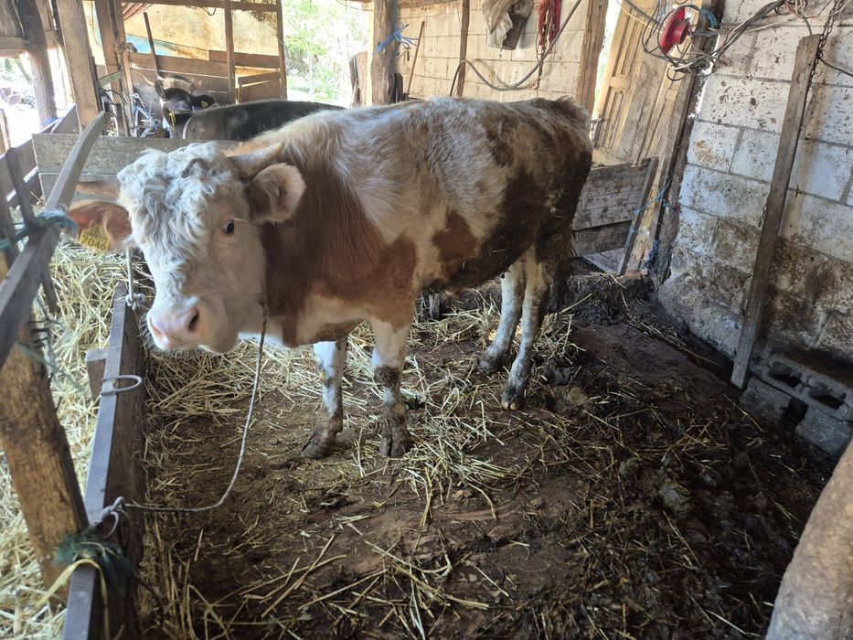 Vand 4 vitele si un tauras