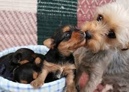 Щенки йоркширского терьера