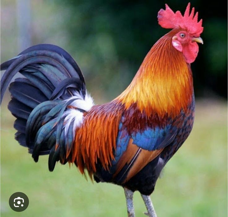 Петушки 4500т...