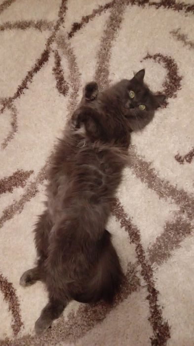 Котёнок, девочка