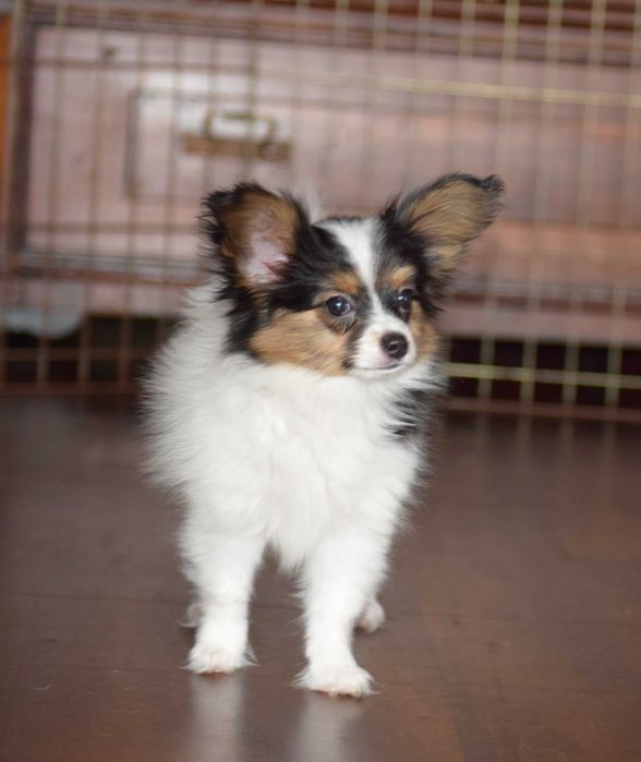 Самый красивый щенок