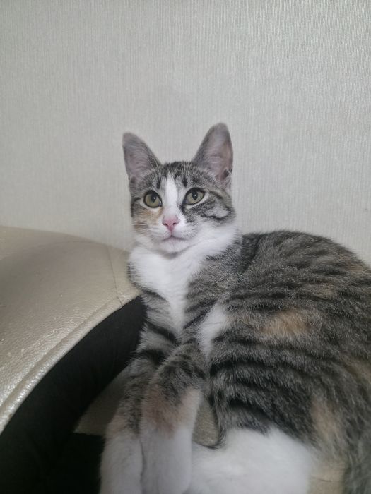 Отдам в добрые руки кошечку 3 месяца.