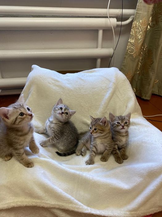 Отдадим котенка в добрые руки